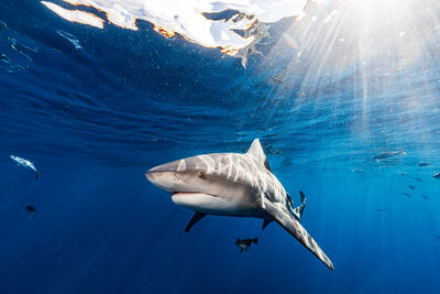 Bull Shark
