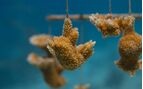 coral fragments