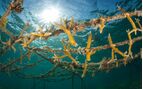 coral nursery