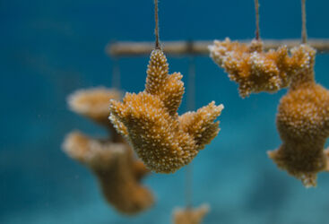 coral fragments