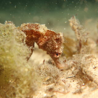 Seahorse