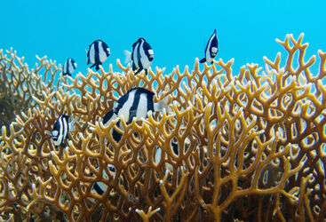 reef fish