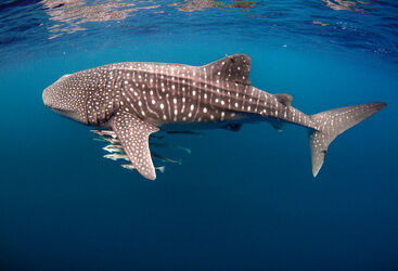 WhaleShark