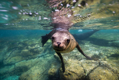 Sea lion