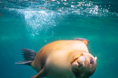 Sea lion