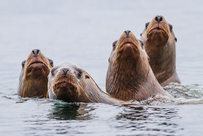 Sea lions