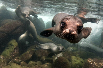sea lions
