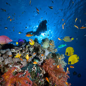 diver and coral