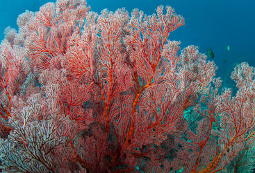 coral
