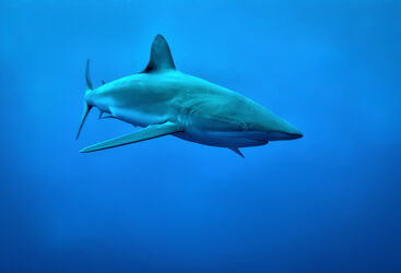 shark
