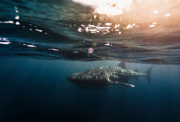 whale shark
