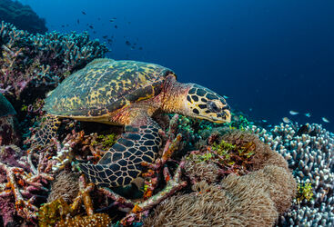 turtle