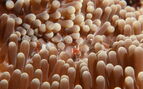 shrimp on anemone