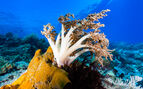 coral