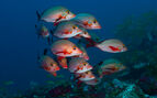 snapper