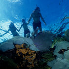 snorkellers