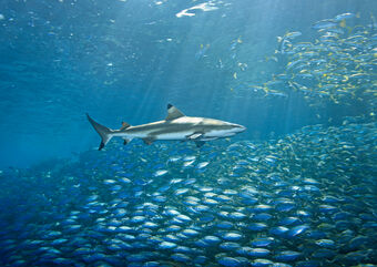 Shark with fish