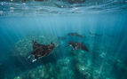manta rays