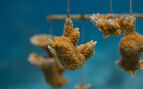 coral fragments on a line
