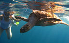 turtle and snorkeller