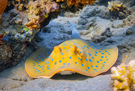 Bluespotted ribbontail ray on coral reef 
