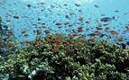 oblu helengeli diving 