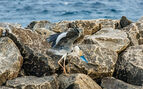 oblu helengeli fishing