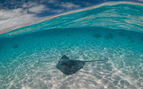 a sting way in shallow water on a white sandy bottom