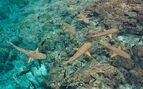 above shot of a group of sharks in shallow rocky waters 