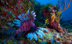 A photo of a lionfish swimming among a coral reef