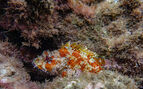 A little orange Scorpionfish hiding in the reef 