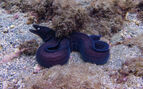 Black Moray Eel lying on the bottom of the the seabed 