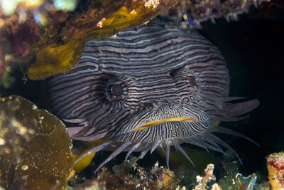 A close up image of the splendid toadfish hiding under a rock overhang 