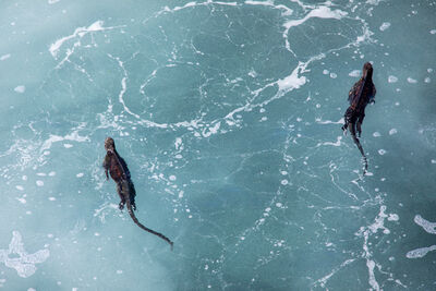 Above photo of two marine iguanas swimming in white wash 