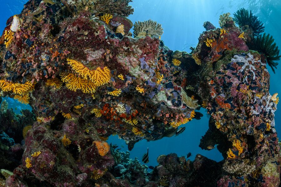 underwater photo of healthy, colourful coral