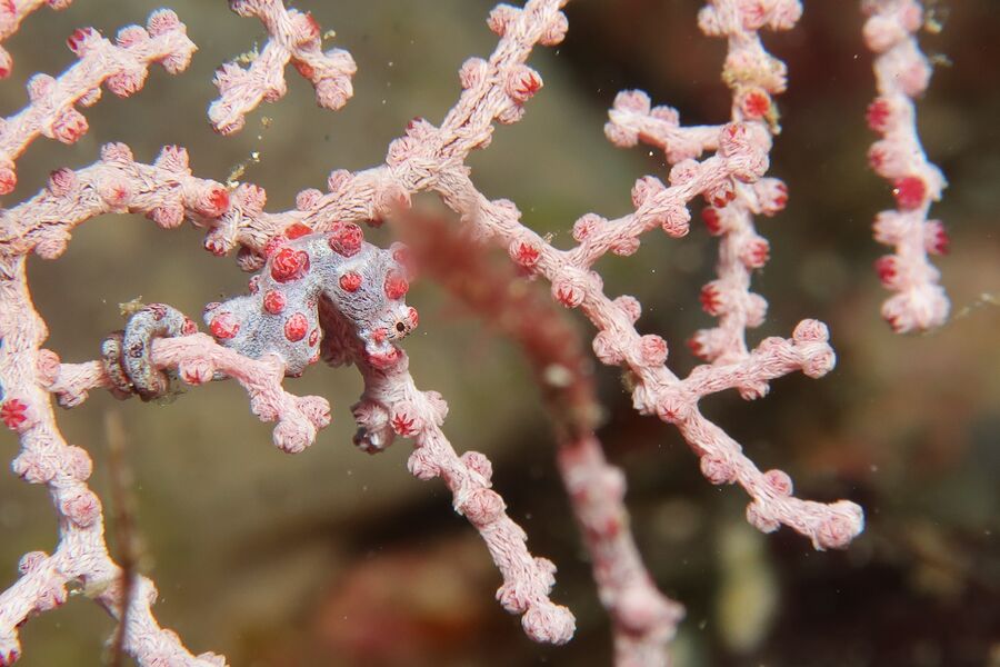 Close image of a small pink and white seahorse with its tail wrapped around some pink coral