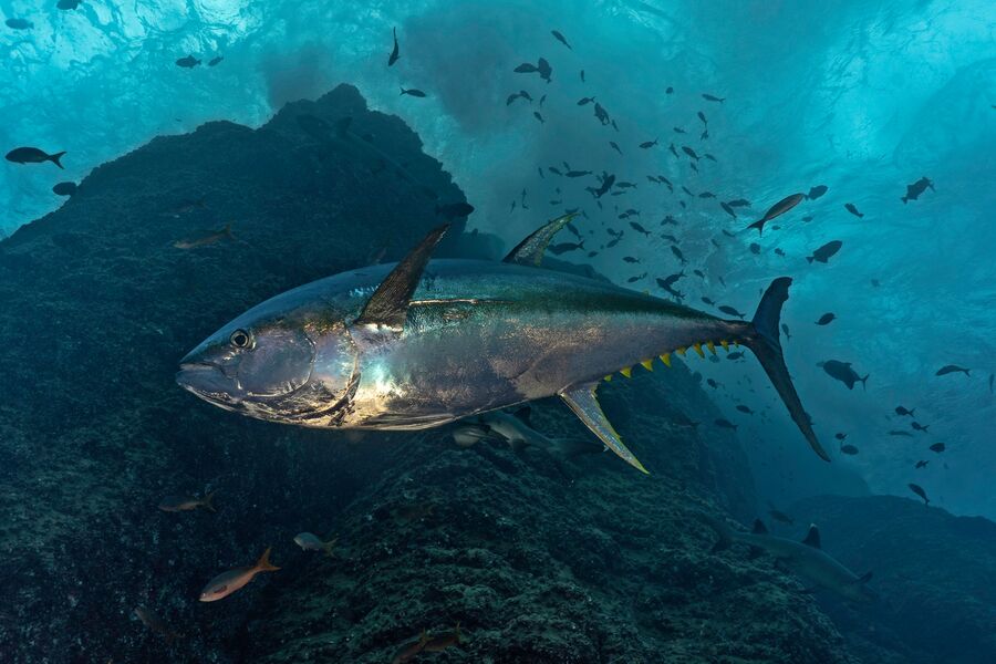 underwater image of a tuna fish in deep blue water