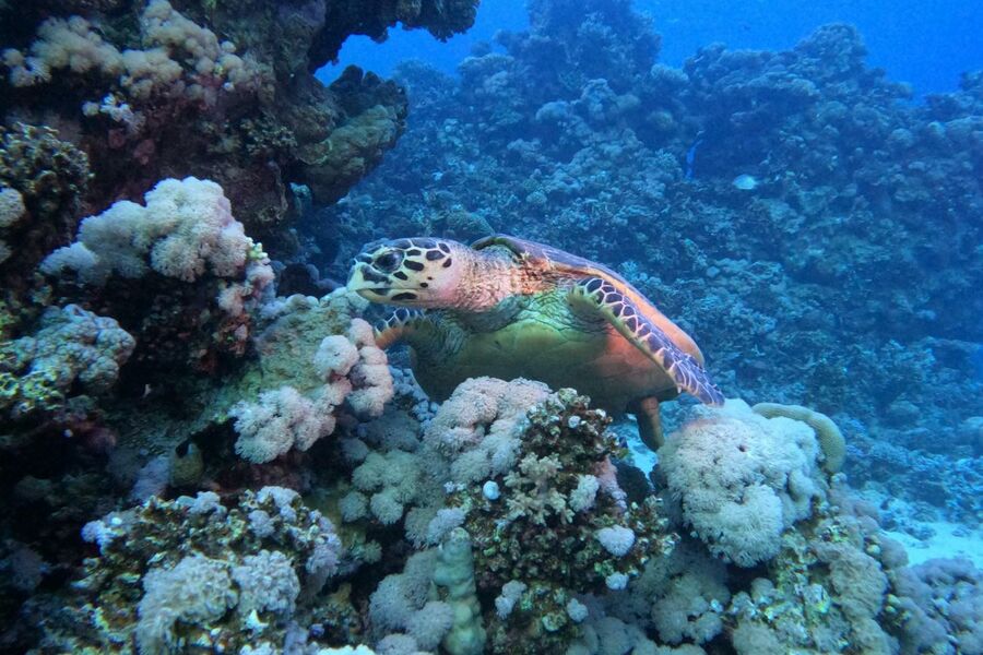 underwater photo of a turtle resting on corals in clear water with sunlight coming in