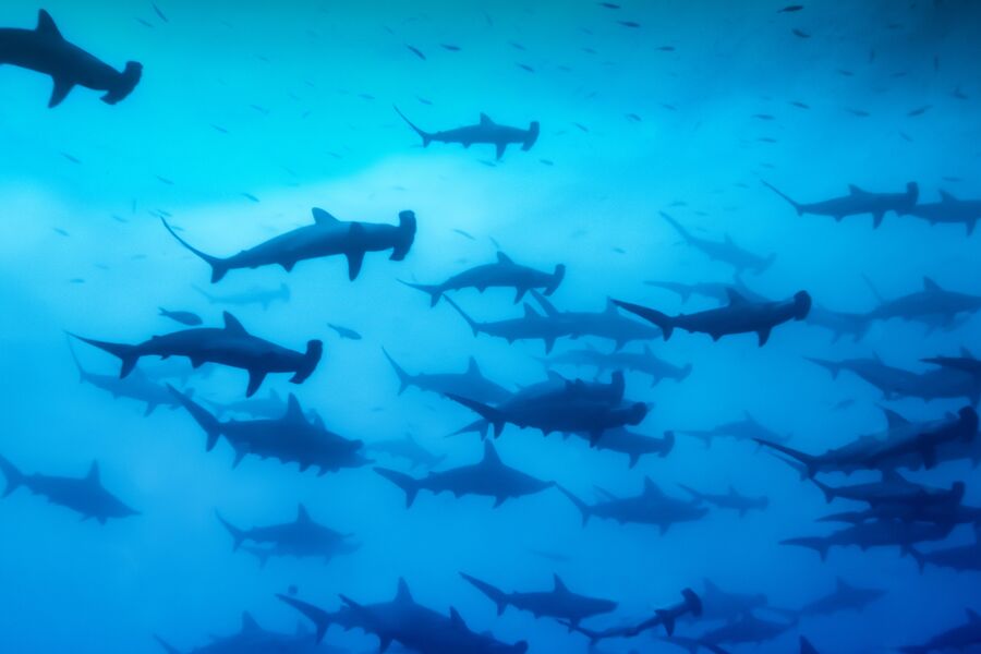 A large group of hammerhead sharks swim together in dark blue waters