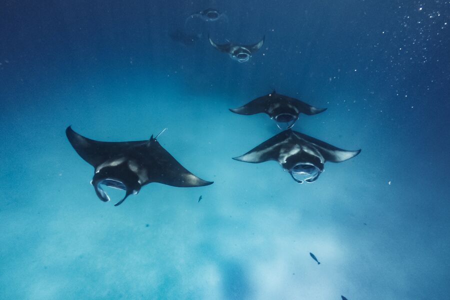 Manta rays feeding in the ocean