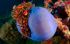 A sea anemone on the wreck in Truk Lagoon