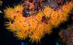 This is a close-up photo of Orange Cup coral 
