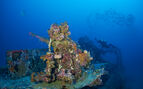 underwater photo of a mounted machine gun on a sunker boat now covered in colourful corals