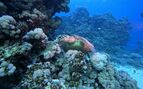 a turtle resting on coral under water with dark blue water in the background