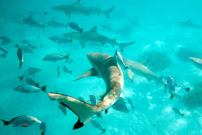 underwater photo showing several blacktip reef sharks swimming in slightly murky water with other tropical fish around it. 