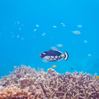 Trigger fish