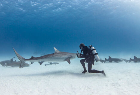Nurse Sharks