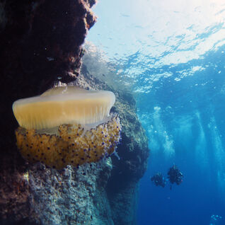 Gozo