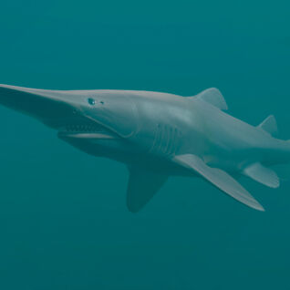 goblin shark