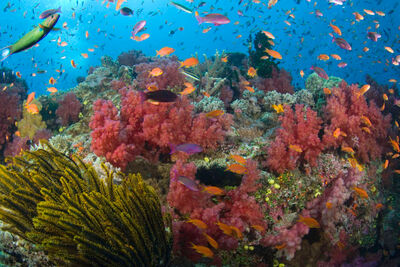 Vanua Levu diving